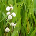 Sagittaria sagittifolia 'Flore Pleno' - Pijlkruid, Dubbelbloemig Pijlkruid
