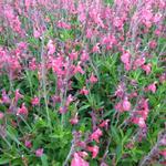 Salvia greggii 'Lipstick' - Salie, Herfstsalie