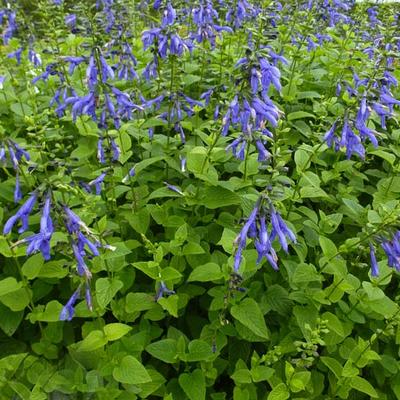 Salie - Salvia guaranitica 'Blue Enigma'