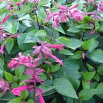 Salvia 'Wendy's Wish' - Salie