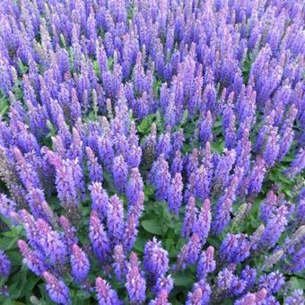 Salvia nemorosa 'Blue Bouquetta'