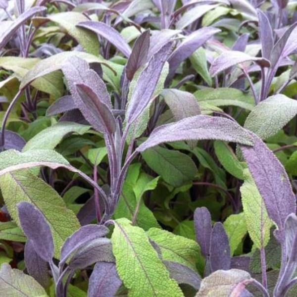 Trouw Vaccineren afdeling Salie, keukensalie - Salvia officinalis 'Purpurascens' - Vaste planten -  Planten online kopen | Tuinadvies