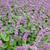 Salvia verticillata 'Endless Love'