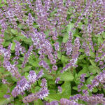 Salvia verticillata 'Hannays Blue' - Salie / Kranssalie