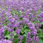 Salvia verticillata 'Purple Rain' - Kranssalie - Salvia verticillata 'Purple Rain'
