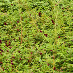 Sanguisorba 'Cangshan Cranberry' - Pimpernel - Sanguisorba 'Cangshan Cranberry'
