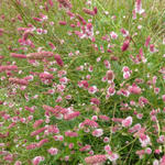 Sanguisorba officinalis 'Pink Tanna' - Pimpernel