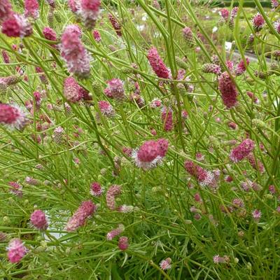Pimpernel - Sanguisorba tenuifolia 'Pink Elephant'