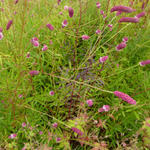 Sanguisorba tenuifolia var. purpurea - Pimpernel