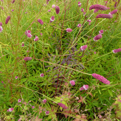 Pimpernel - Sanguisorba tenuifolia var. purpurea