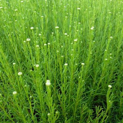 Santolina rosmarinifolia - Heiligenbloem / cypressenkruid, olijvenkruid