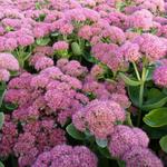 Hemelsleutel - Sedum  'Herbstfreude'