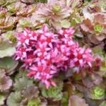 Kaukasische muurpeper, roze vetkruid - Sedum spurium 'Fuldaglut'