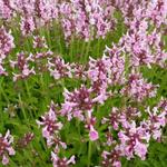 Stachys officinalis 'Pink Cotton Candy' - Andoorn - Stachys officinalis 'Pink Cotton Candy'
