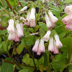 Symphytum grandiflorum 'Hidcote Pink' - Smeerwortel - Symphytum grandiflorum 'Hidcote Pink'