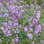Thalictrum delavayi 'Hewitt's Double' - Chinese ruit - Thalictrum delavayi 'Hewitt's Double'