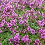 Thymus praecox 'Purple Beauty'  - Kruiptijm - Thymus praecox 'Purple Beauty' 