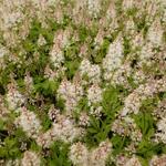 Tiarella cordifolia 'Arpeggio' - Schuimbloem/Perzische muts