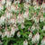 Tiarella cordifolia 'Spring Symphony'