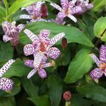Paddenlelie / armeluisorchidee - Tricyrtis formosana