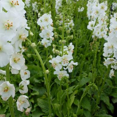 Paarse toorts - Verbascum phoeniceum 'Flush of White'