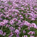 Verbena bonariensis 