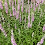 ereprijs - Veronica longifolia 'Pink Damask'