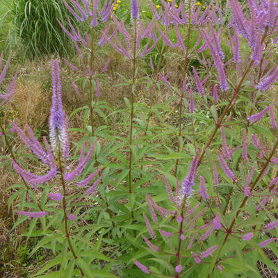 Veronicastrum virginicum 'Fascination' - Virginische ereprijs