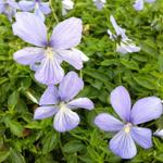 Viola cornuta 'Boughton Blue' - Hoornviooltje - Viola cornuta 'Boughton Blue'