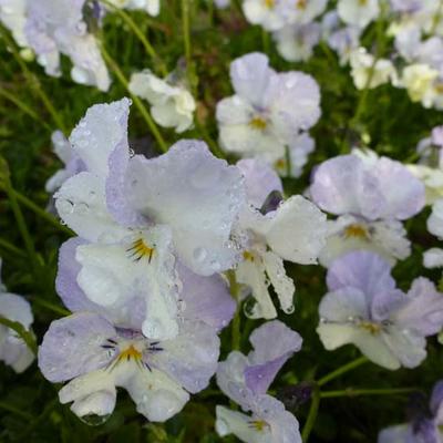 Hoornviooltje - Viola cornuta 'Milkmaid'