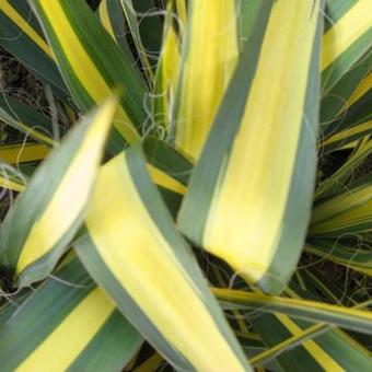 Yucca filamentosa 'Gold Heart'
