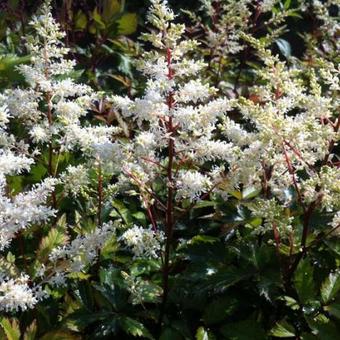 Astilbe x arendsii  'Rock and Roll'