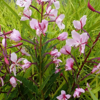 Epilobium angustifolia 'Stahl Rose' - Bastaardwederik