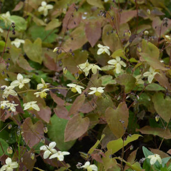 Epimedium x versicolor 'Neosulphureum'