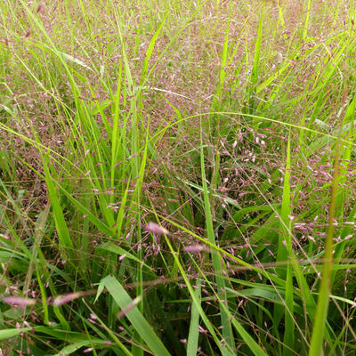 Eragrostis spectabilis - Liefdesgras