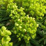 Euphorbia 'Redwing' - Wolfsmelk - Euphorbia 'Redwing'