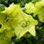 Helleborus orientalis 'Yellow LADY'