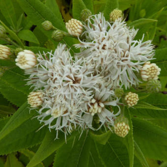 Vernonia crinita f. alba