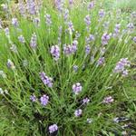 Lavandula angustifolia 'Bowles Early' - Lavendel