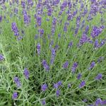 Lavandula angustifolia 'Hidcote' - Lavendel