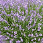 Lavandula angustifolia  'Munstead' - Lavendel - Lavandula angustifolia  'Munstead'
