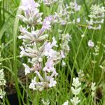 Lavendel - Lavandula angustifolia 'Rosea'