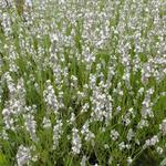 Lavandula angustifolia 'Silbermöwe' - Lavendel