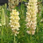 Lupinus russell 'Chandelier' - Lupine - Lupinus russell 'Chandelier'