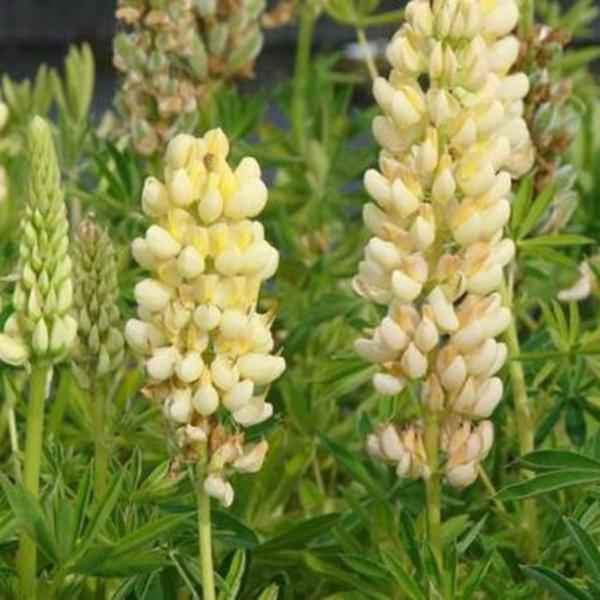 Lupinus russell 'Chandelier'