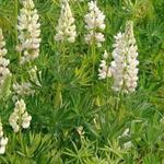Lupinus russell 'Noble Maiden' - Lupine - Lupinus russell 'Noble Maiden'