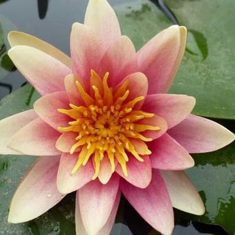 Nymphaea 'Sioux'