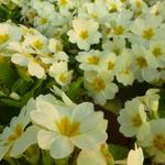 Primula vulgaris - Sleutelbloem, Stengelloze sleutelbloem - Primula vulgaris