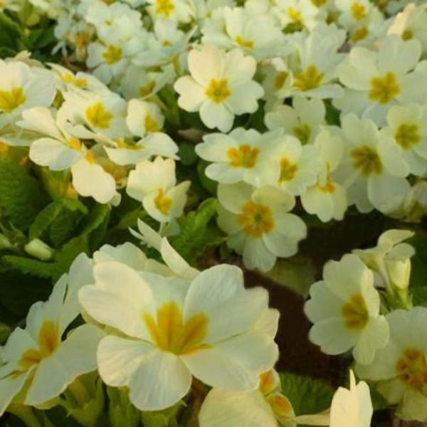 Sleutelbloem, Stengelloze sleutelbloem - Primula vulgaris