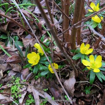 Eranthis  hyemalis